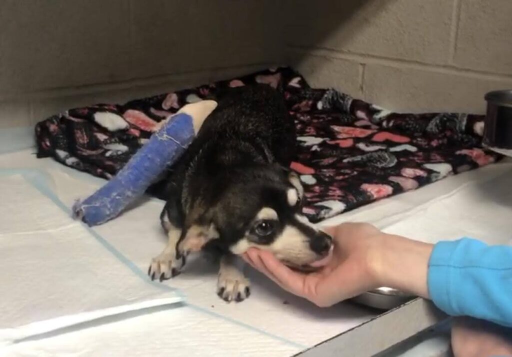 A small dog, recovering from a surgery for a broken leg