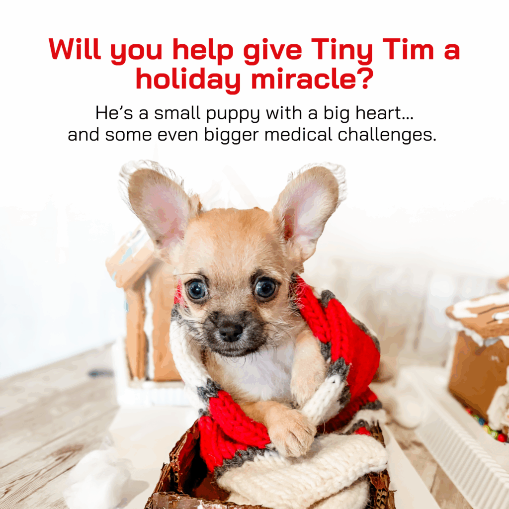 Will you help give Tiny Tim a holiday miracle?