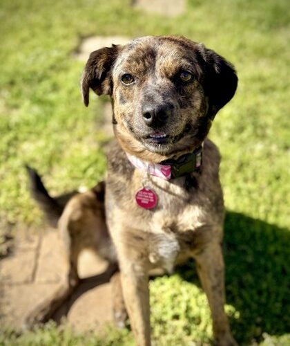 Meet our adoptable dog, Gemma