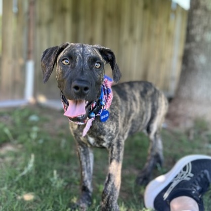 Adopt Lennon