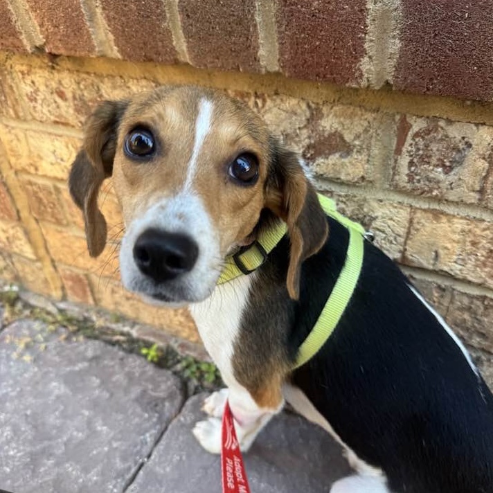 Muffin, an adoptable dog