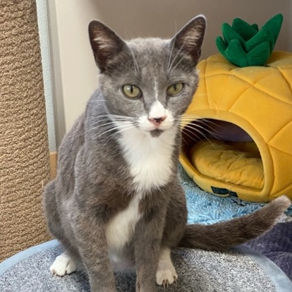 Penelope, an adoptable grey and white cat