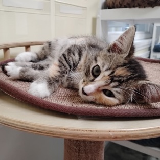 Adopt Sable the cat