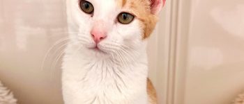 Featured pet, Champ
