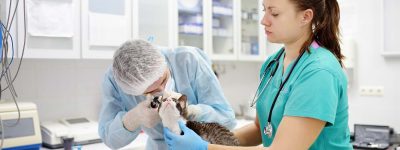 checkup-pet-cat-ears-otoscope-vet-veterinarian-doctor-check-clinic-examine-cornish-rex-health-breed_t20_WxrPRg